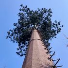 башня клетки камуфлирования кокосовой пальмы 30m/S для на открытом воздухе
